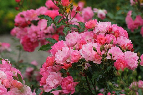 Les plantes idéales pour transformer votre terrasse en havre à l'abri du vent