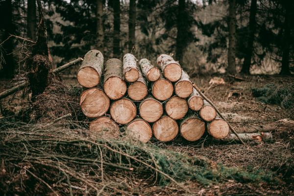 Votre bois peut être en danger sans traitement adéquat à Brou